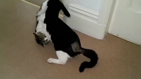 Funny & Cute Cat Fight Compilation Video