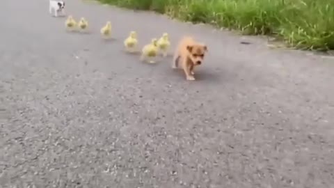 Cute Dog Hen 🥰 Trend Video