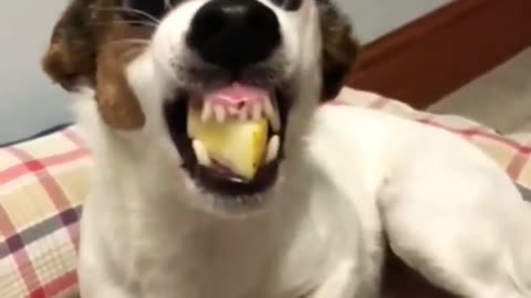 Funny Dog - funny animals video