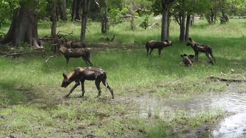 The Power of the Pack: Social Behaviors of Wild Dogs in the Jungle