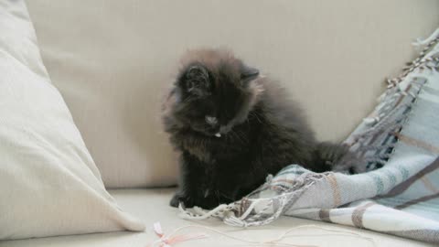 black cat playing with quilt