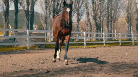 Running horses,