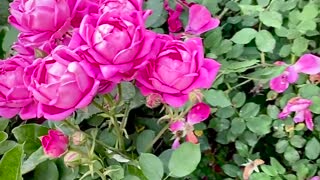 Rose Bouquet of Nature