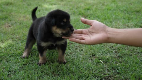 Cute Puppy Baby Dog Playing In The Green Park