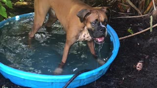 Duck and Pup Play in Pool