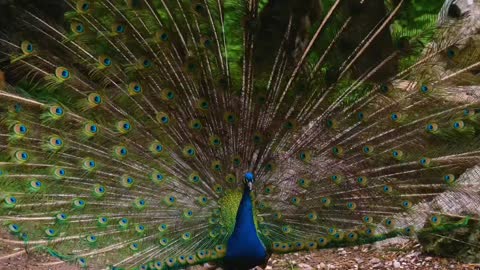 Original Voice of Peacock Dancing in the Garden Nice Voice of Peacock