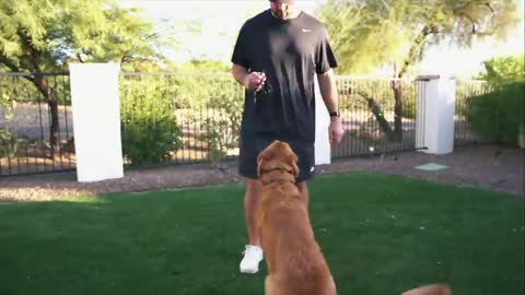 HOW TO TEACH ANY DOG RECALL WITH THE E-COLLAR!