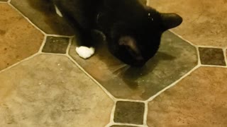 Cat vs Catnip