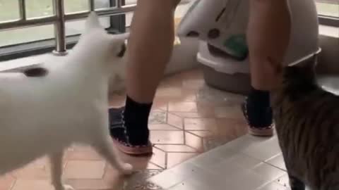 Cat playing with teddy bear