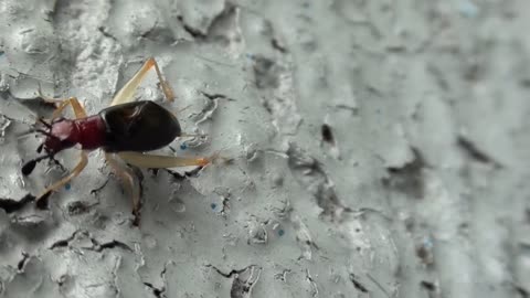 WATCH INSECT MAKE SOUNDS WITH IT'S WINGS