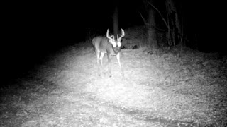 Whitetail scouting, Nebr National Forest nr Halsey, Nebr.