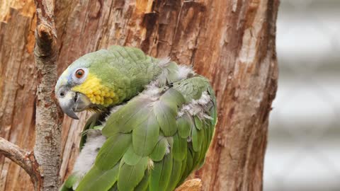 parrot clean