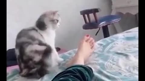 Funny cats reaction will kill you