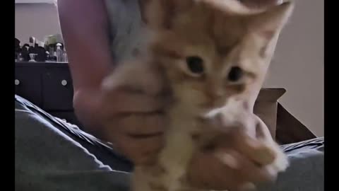 Dancing cat cute video