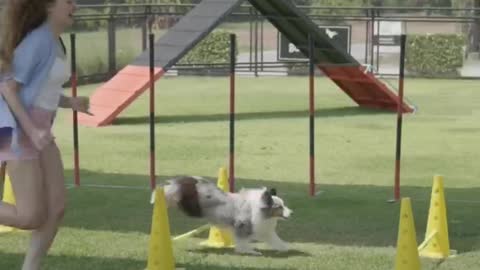 Woman Teaching a Dog ... training dog