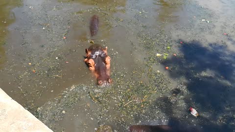 Gather Hippo Family Hides In Water