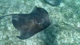 Sting Ray cuddle