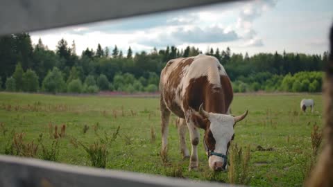 Cow eating grass in field