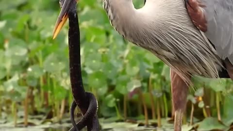 Grey Heron Amazing Bird Snake Hunting