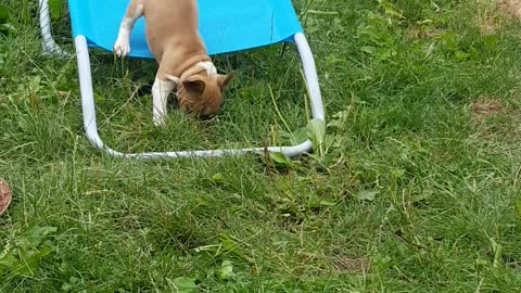 My baby french bulldog playing in the grass