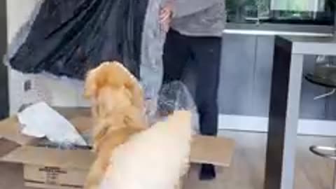 Surprising My Golden Retriever With A New Bed