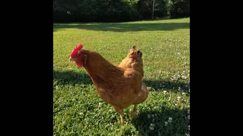 Hen before and after molting her feathers