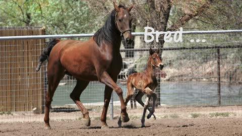 Freeman Saddlebreds