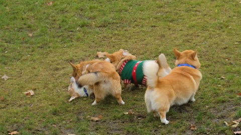 vecteezy_corgi-dogs-play-and-walk-outdoor