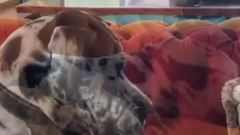 Leopard and Tiger cubs playing together with Great Dane