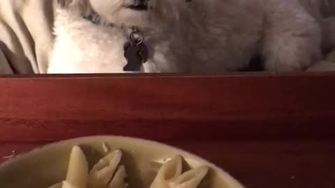 White dog looking at bowl of pasta