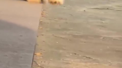 Cute dogs falling over