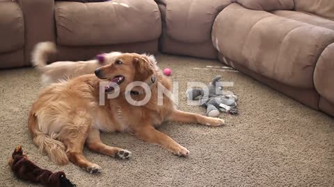 Largeandsmalldogplayfighting_StockVideo.mp4