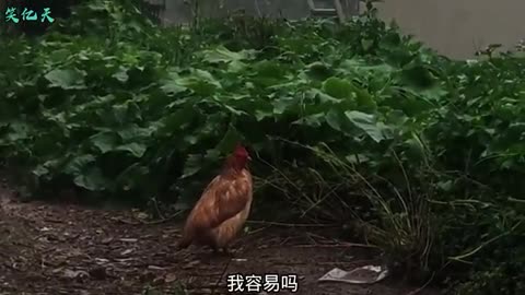 angry chicken