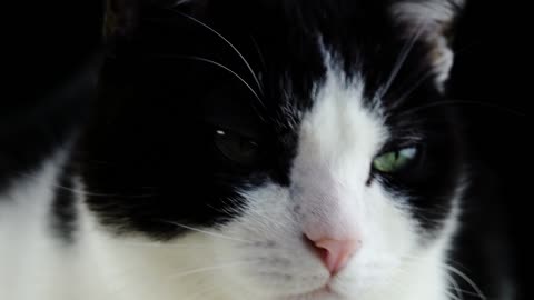 A Black and White Colored Cat