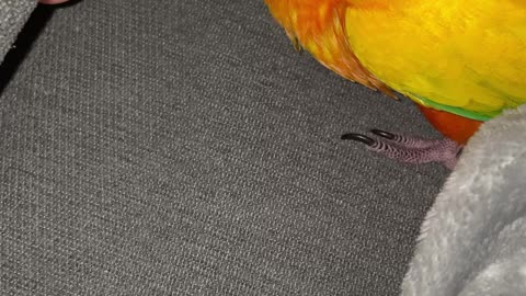 Parrot tastes dad's toe