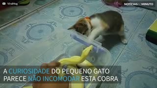 Gato fica curioso com o sua nova amiga...uma cobra!