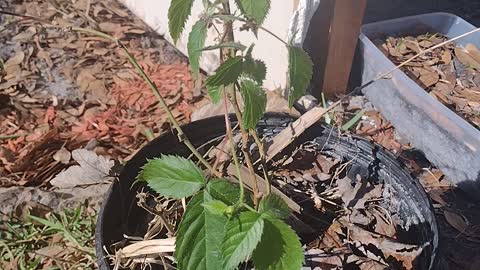 Growing Blackberries | First Time