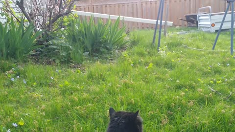 Salem Backyard Adventures 3/10