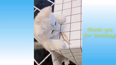 Cute Pets And Funny Animals Compilation funney video