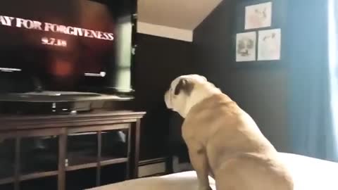 Perro ve película La Monja y su reacción es peor que la de un humano