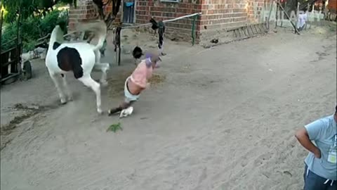 Animal attacks on man randomly