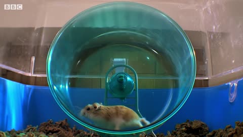 Russian Hamster Vs. Hamster Wheel! | Pets: Wild At Heart | BBC Earth