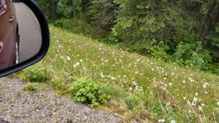 Bear walking in Jasper!