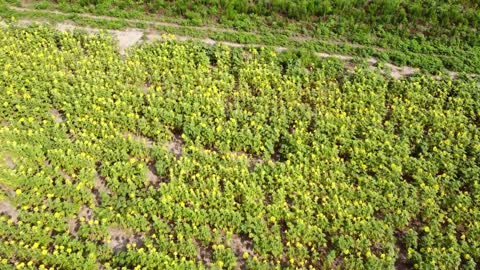 Droning in the Golden Fields