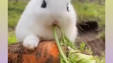 funny and cute rabbit video compiliation