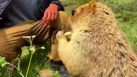 Cute Wild animal bobak marmot or prairie dog eating cookies yummy 57