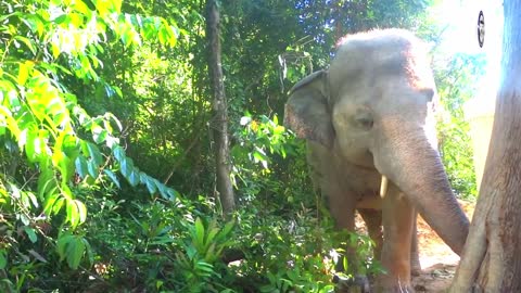 #elephants #rescued #sanctuary This Morning, Kaavan with Great Jungle sound | Beautiful sounds