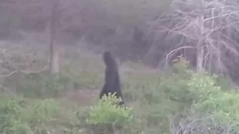 Juvenile Bigfoot Spotted in Alaska!