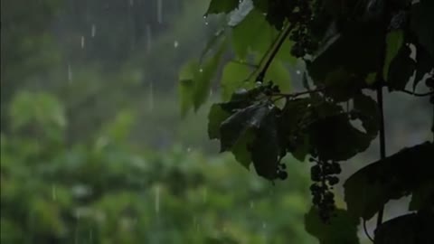 8 Hours of Heavy Rain with Ambience for Deep Sleep and Relaxation