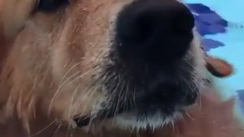 Just a swimming dog